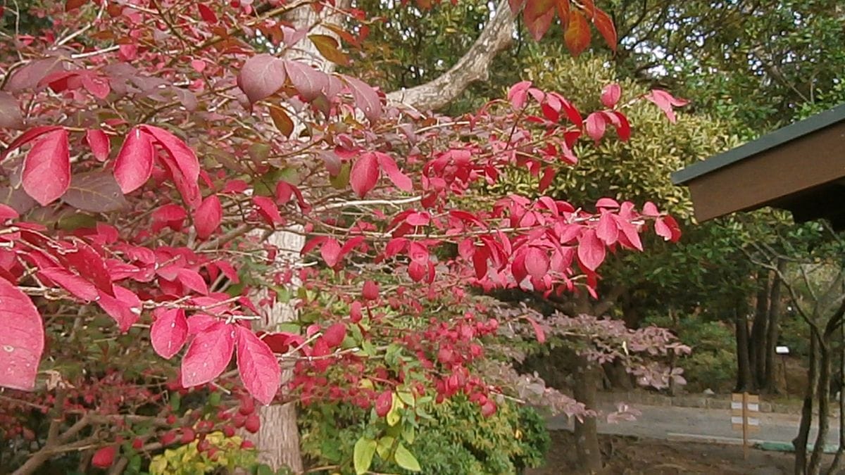 通り道で見た花と紅葉