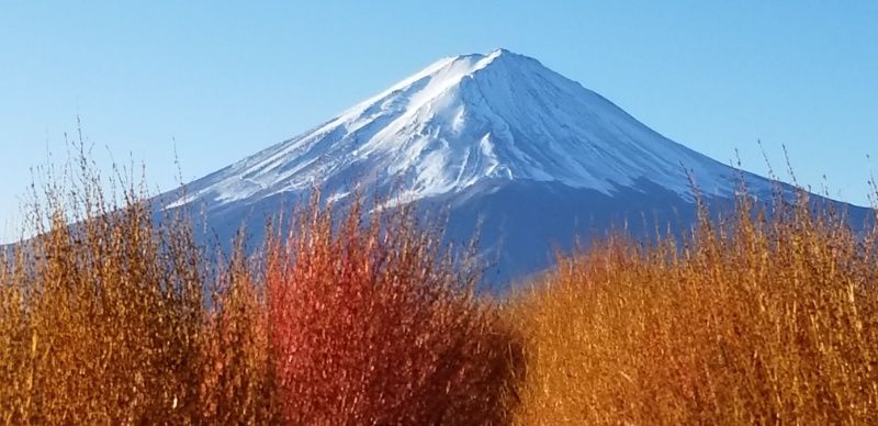 山中湖に白鳥が!!!