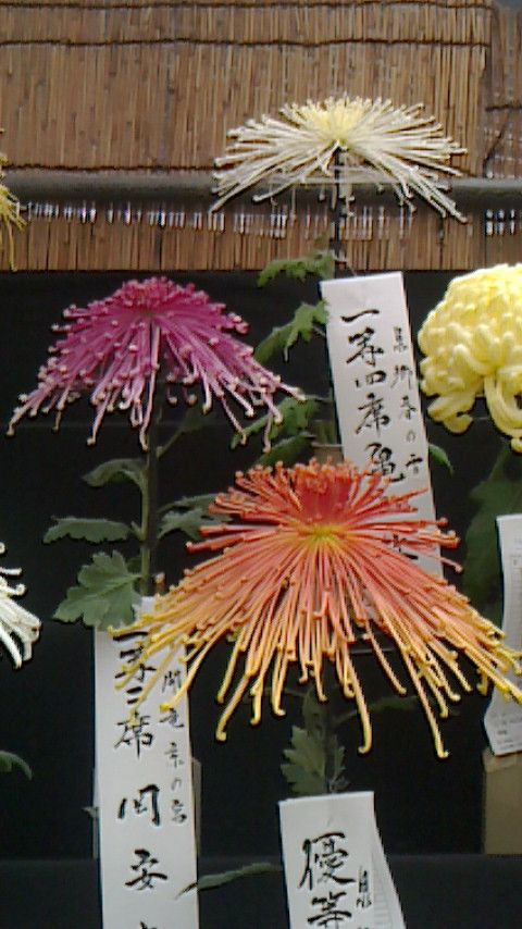 日比谷公園の菊展