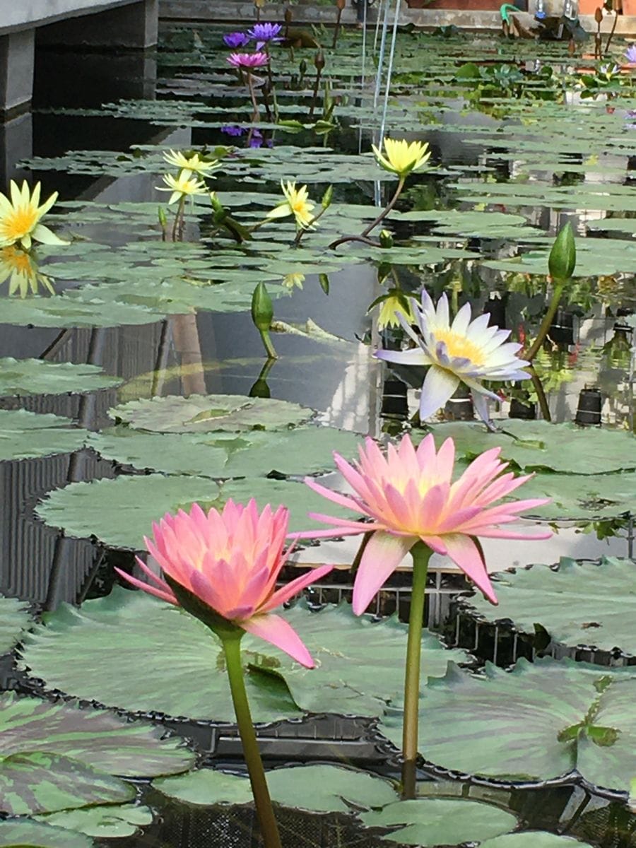 広島市植物公園2