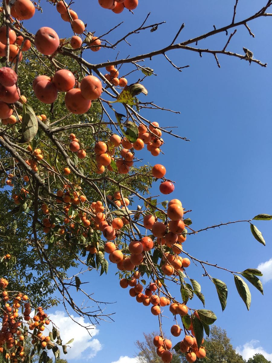 広島市植物公園3