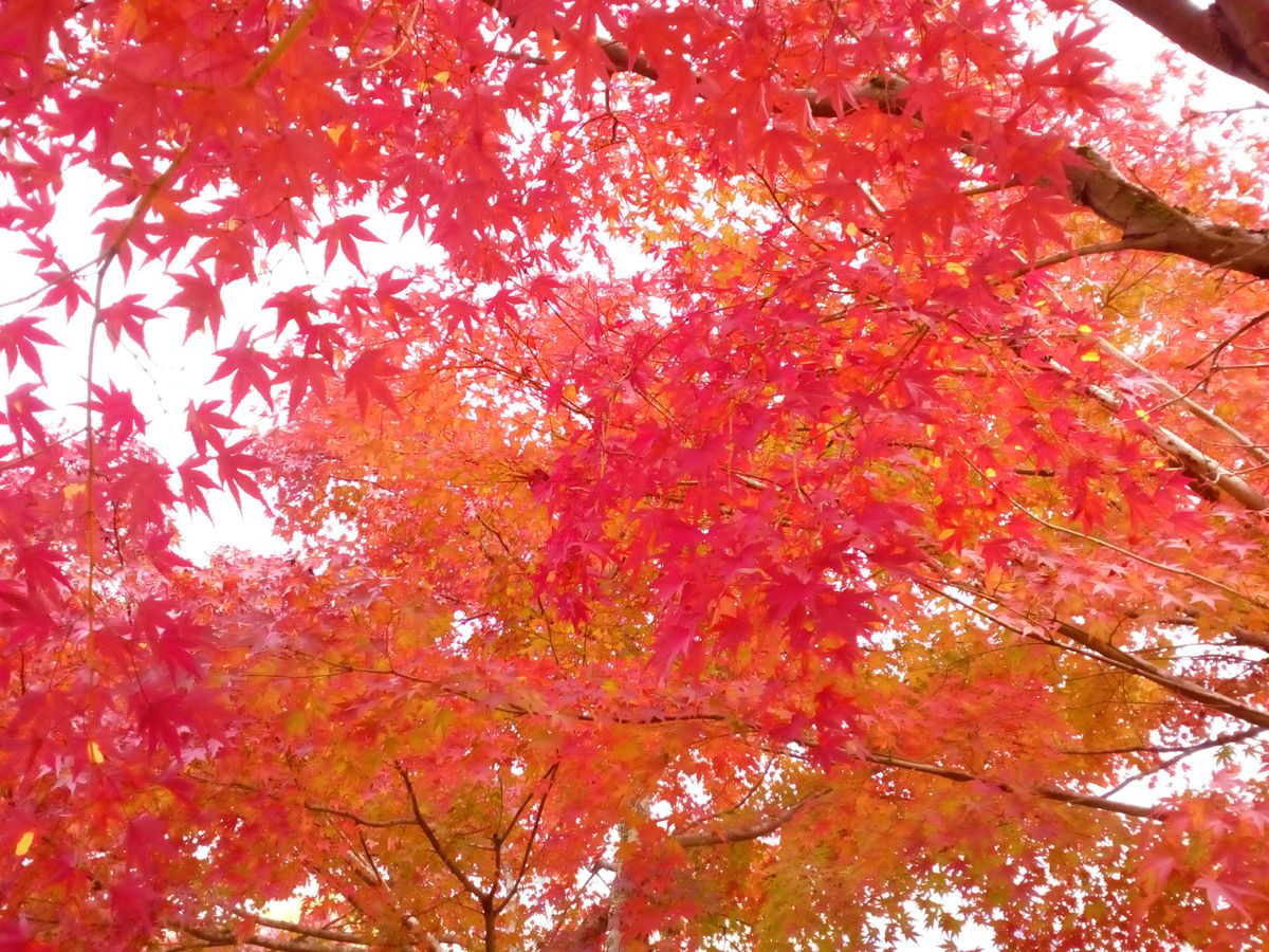 何気なく行って、見つけた最高の『紅葉』[i:236][i:236]