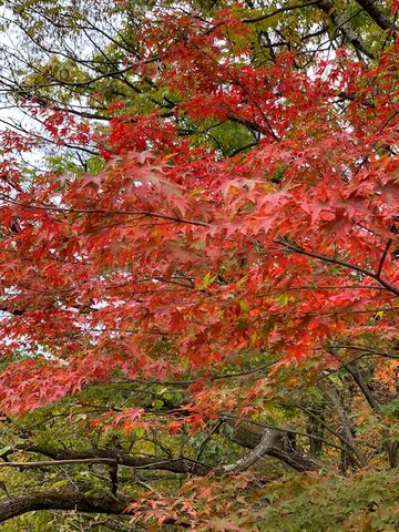 紅葉狩り🍁