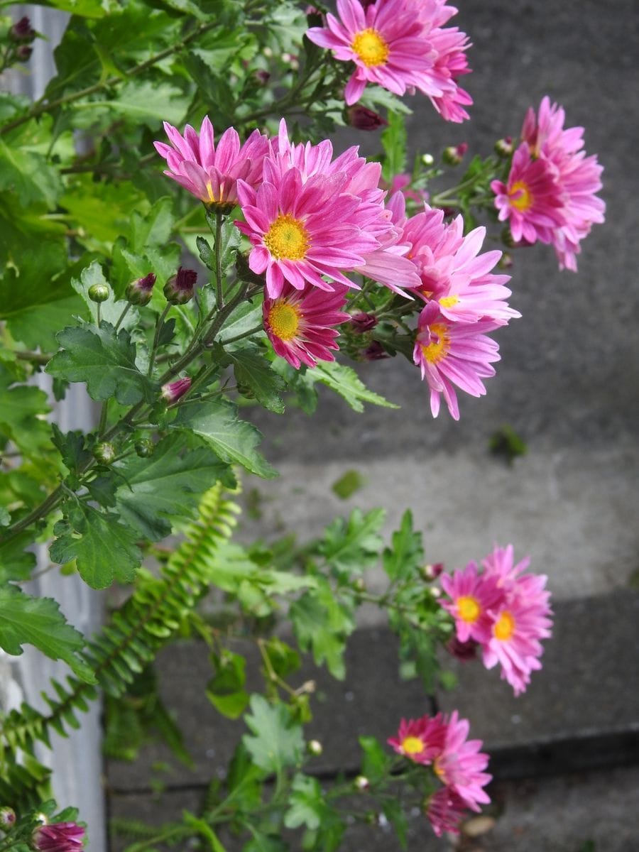 昨夕から雨。我が家の菊、ジンジャー。