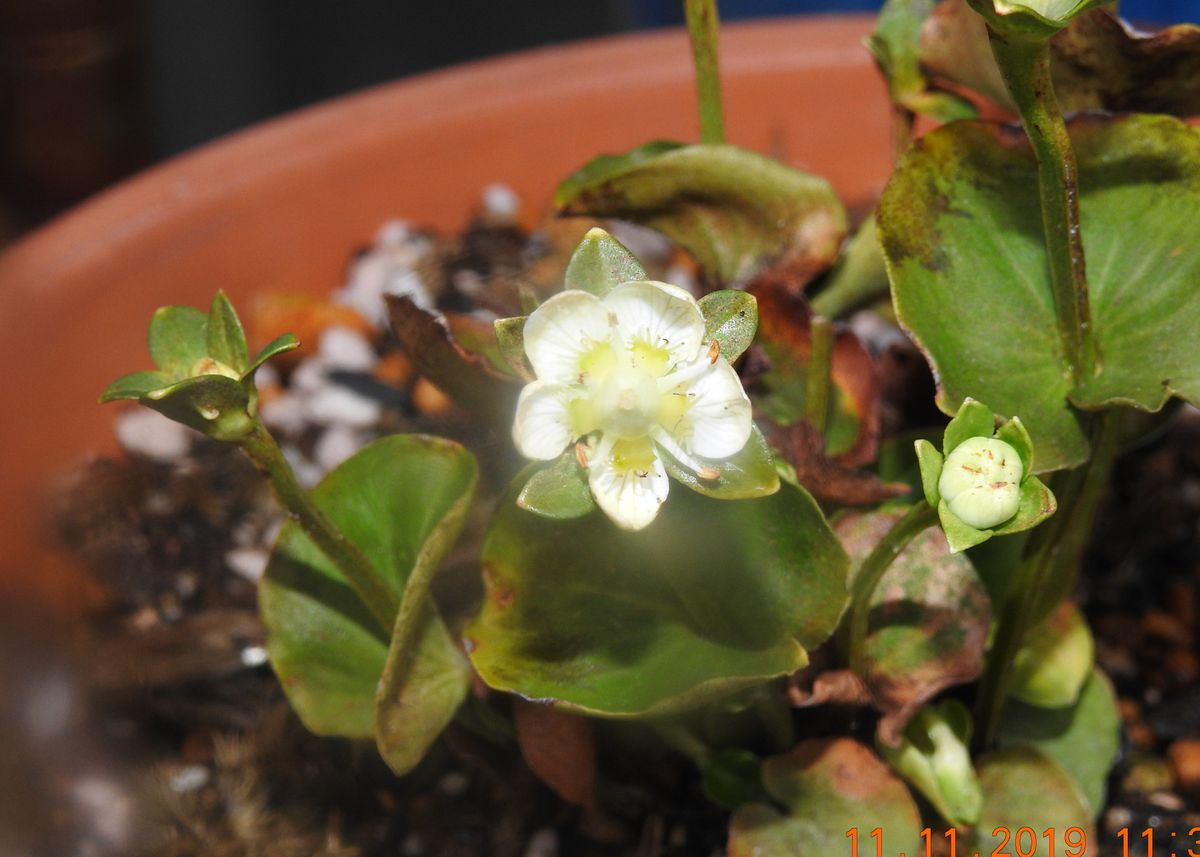 鉢植え