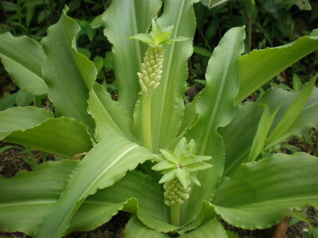 夏の花