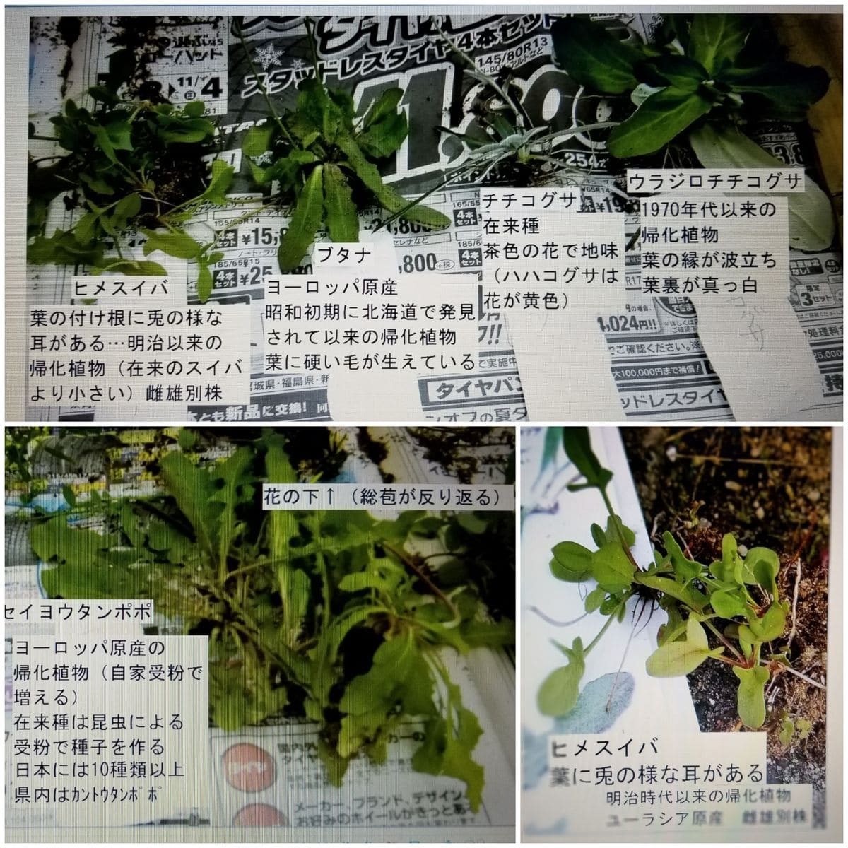 面白い～「植物楽講座」