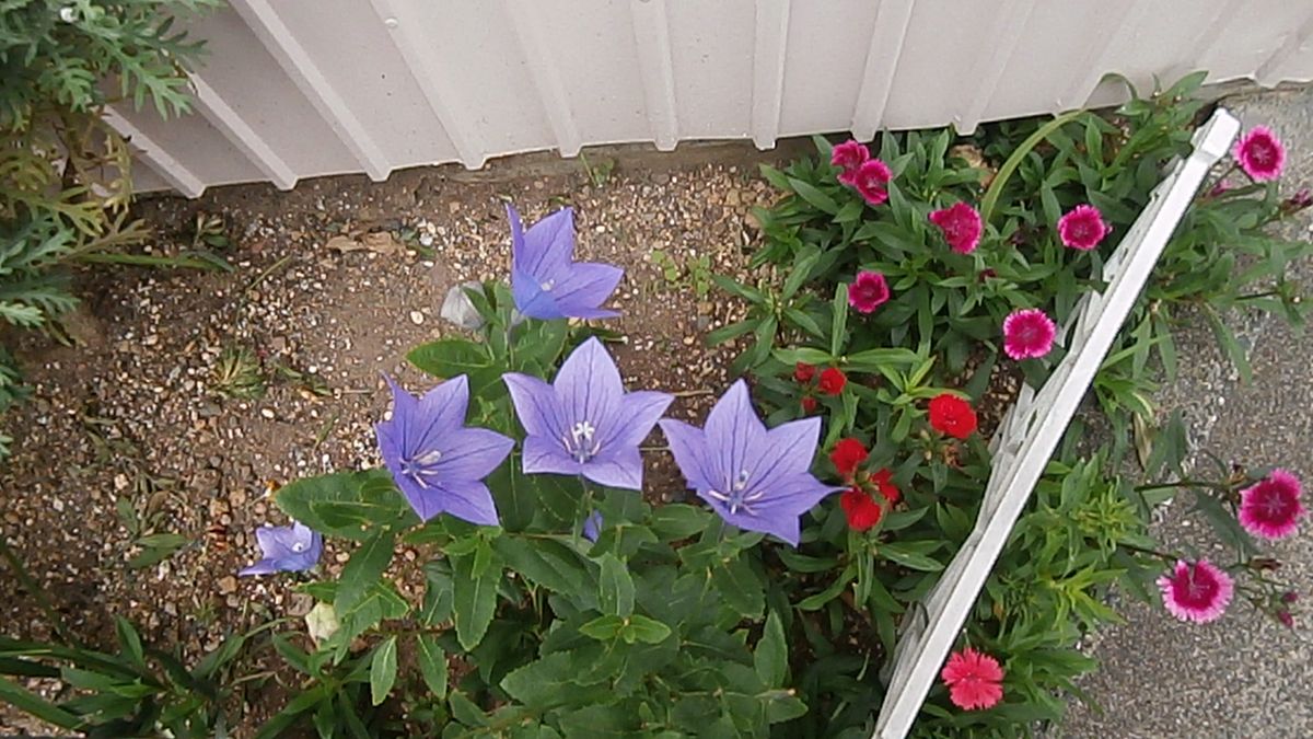 通り道で見た花