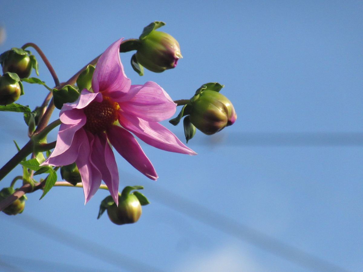 由愛(ゆめ)の花日記♪