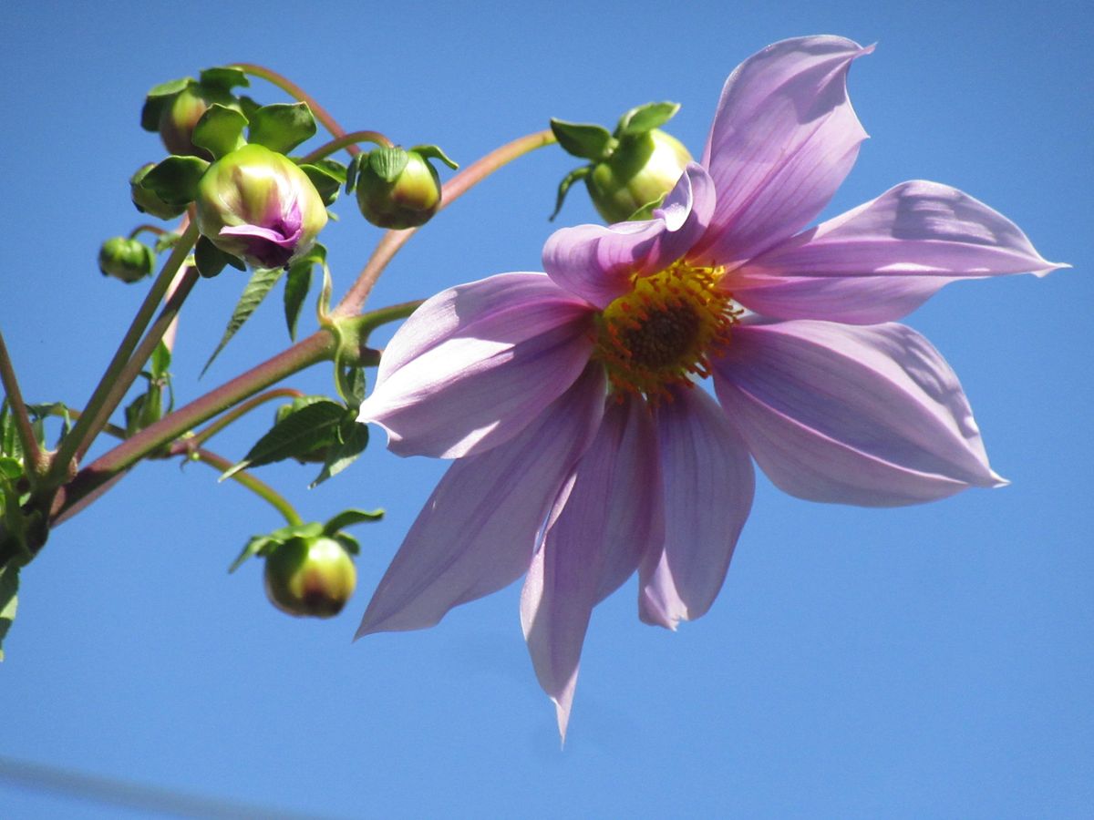 由愛(ゆめ)の花日記♪