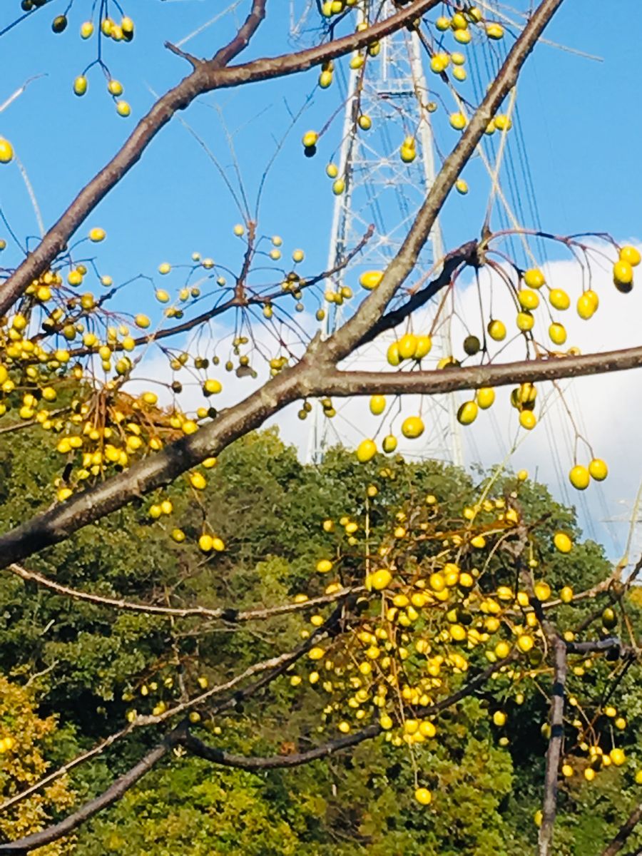 綺麗な木の実