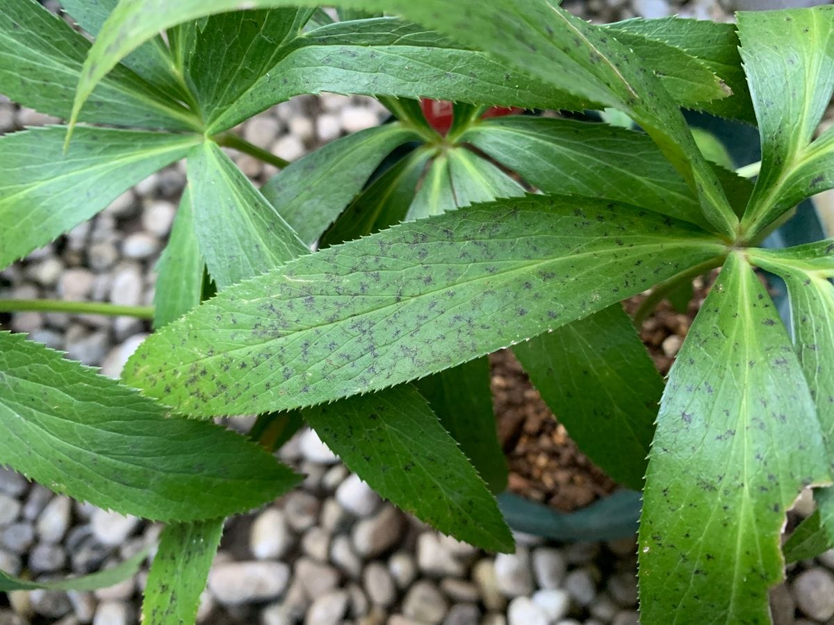 クリロの植え替え(注意！3枚目は虫ですよー)