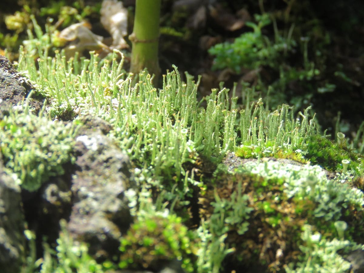 緑の苔が好きだから♪