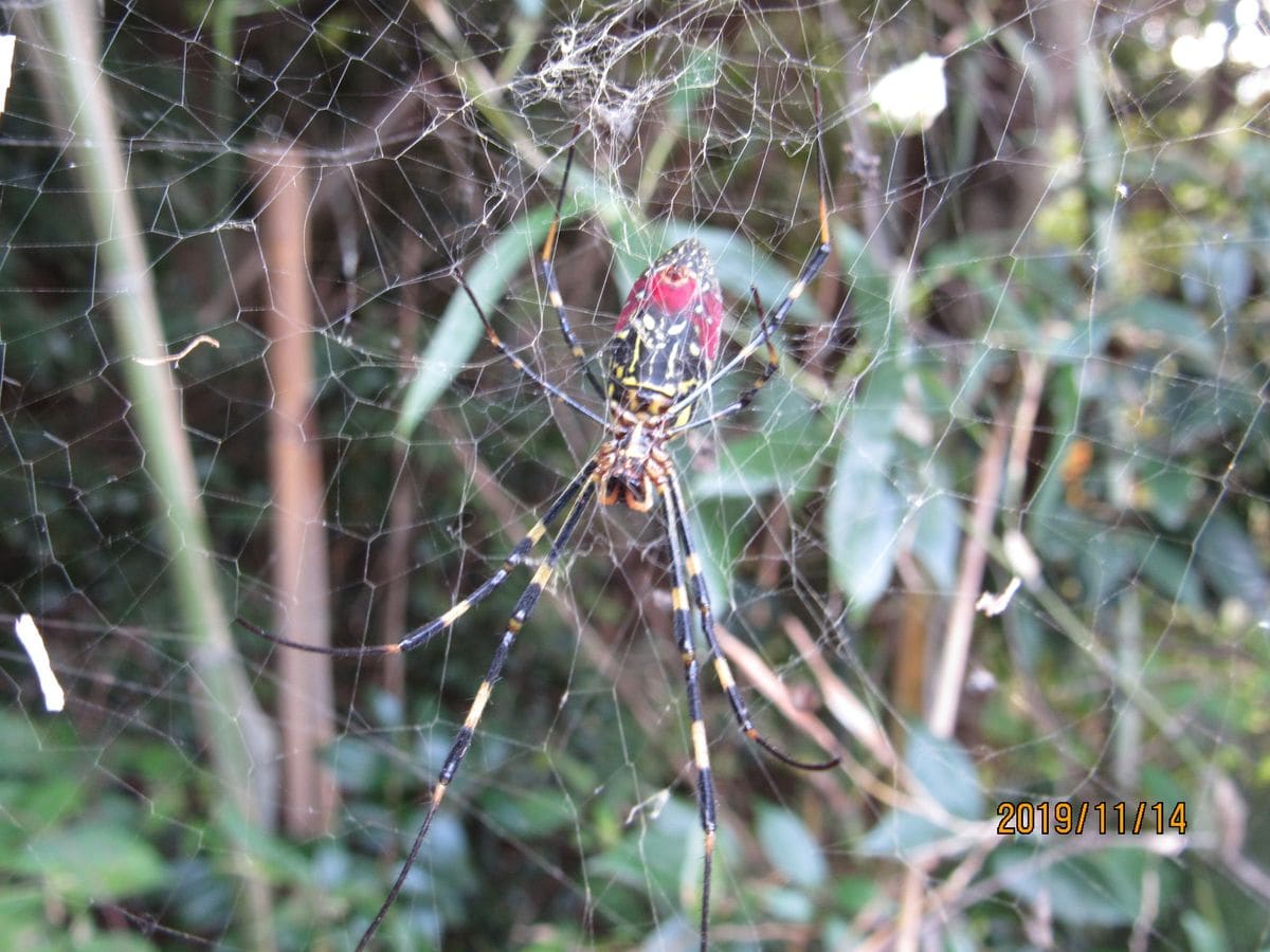 出会いのウォーキングで　11/14 蜘蛛が写ってます