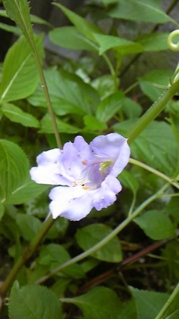 このお花の名前教えて下さい。