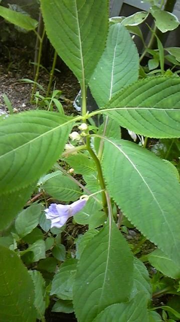 このお花の名前教えて下さい。