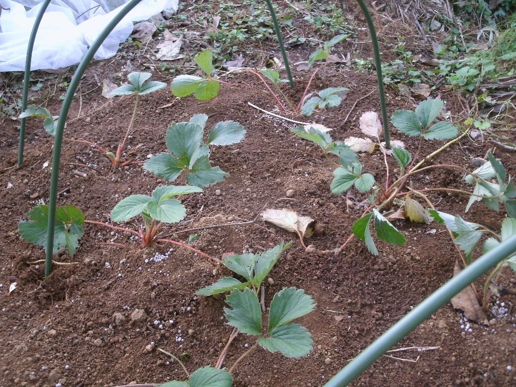 イチゴの植え替え