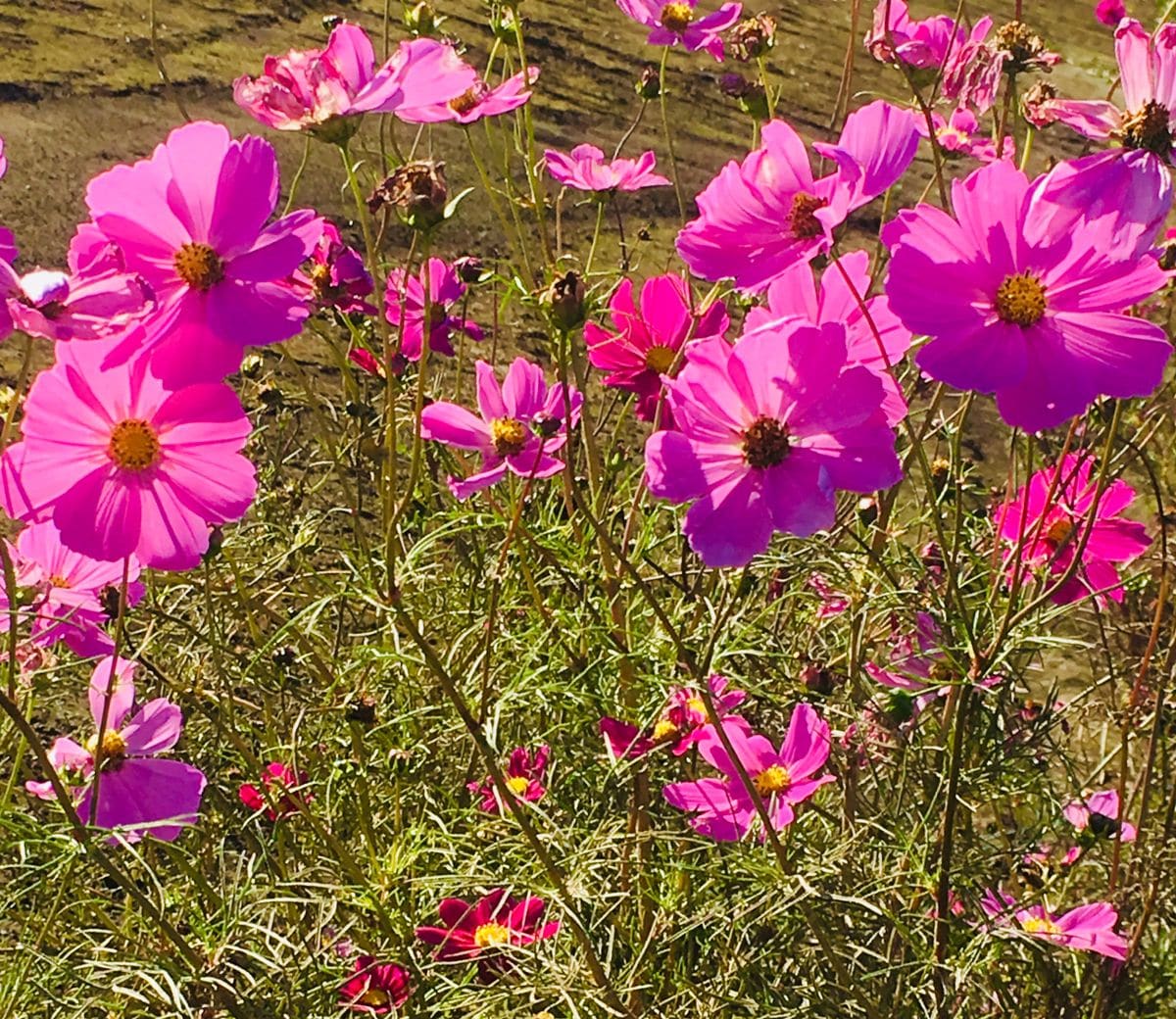 晩秋の花々