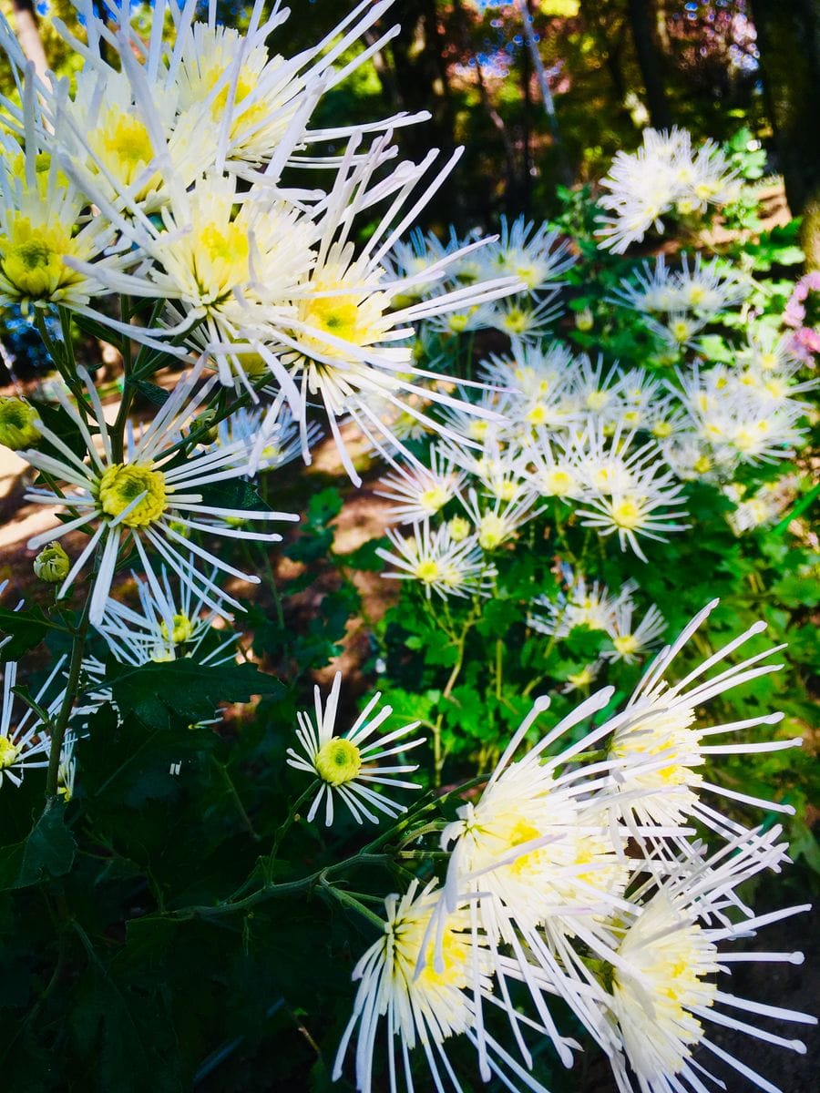 晩秋の花々