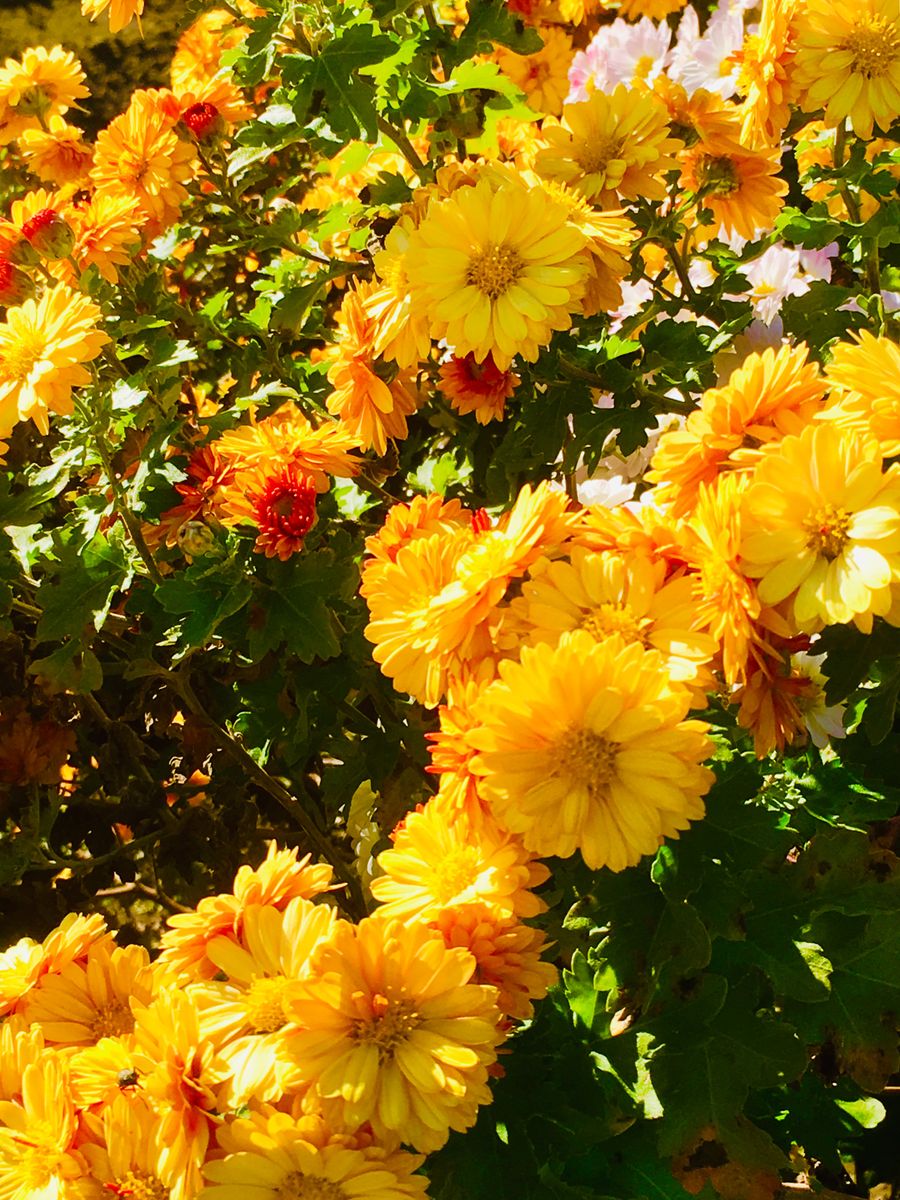 晩秋の花々