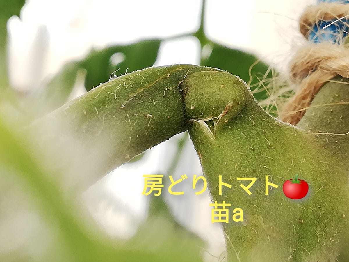 捻枝その１その後：房どりトマト🍅