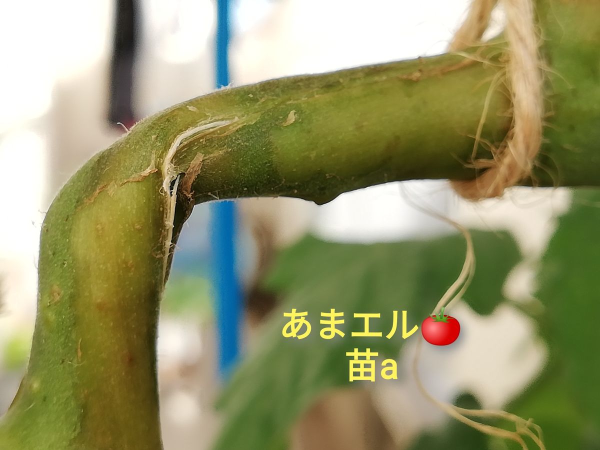 捻枝その１その後：あまエル🍅