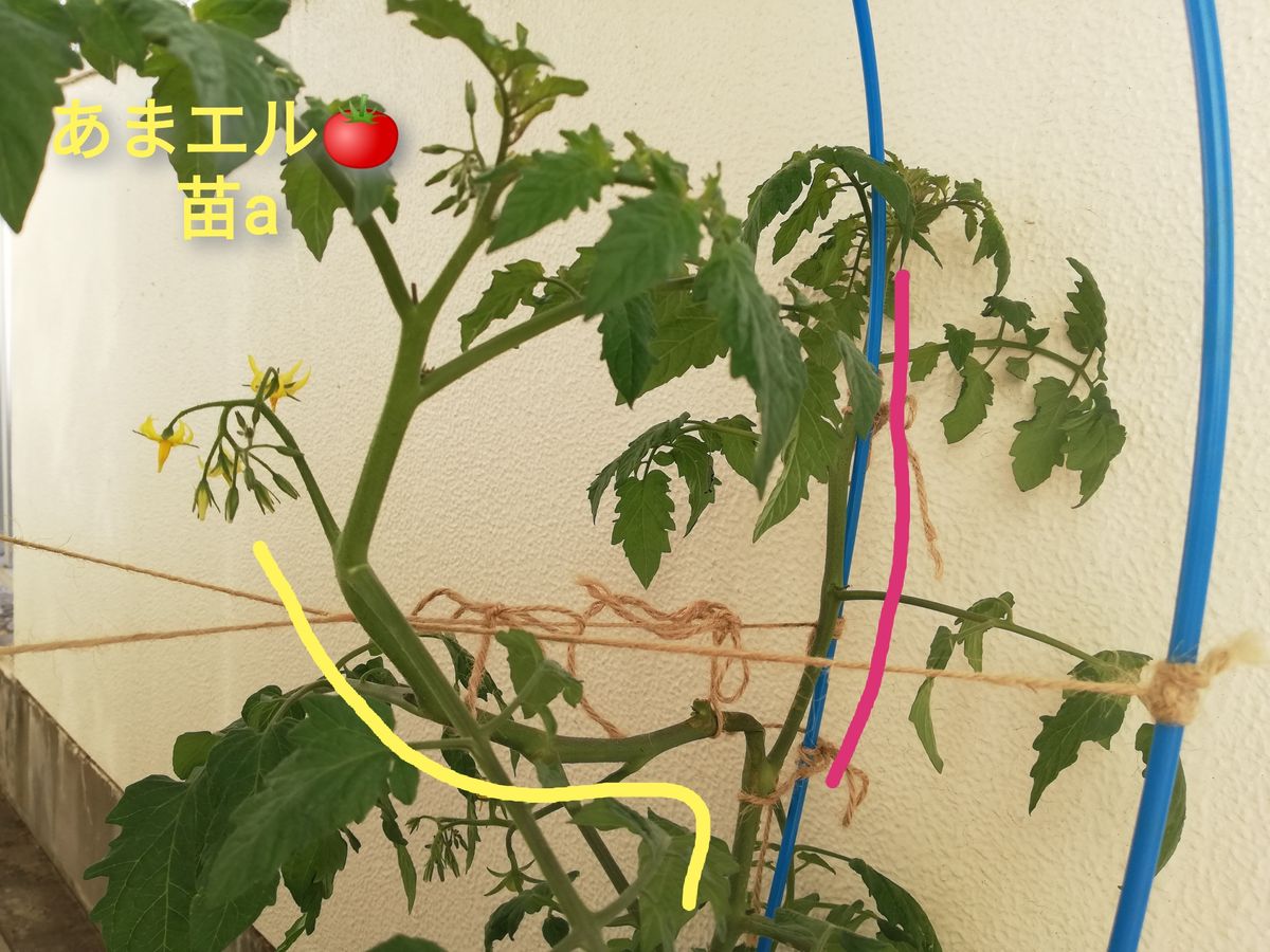 捻枝その１その後：あまエル🍅