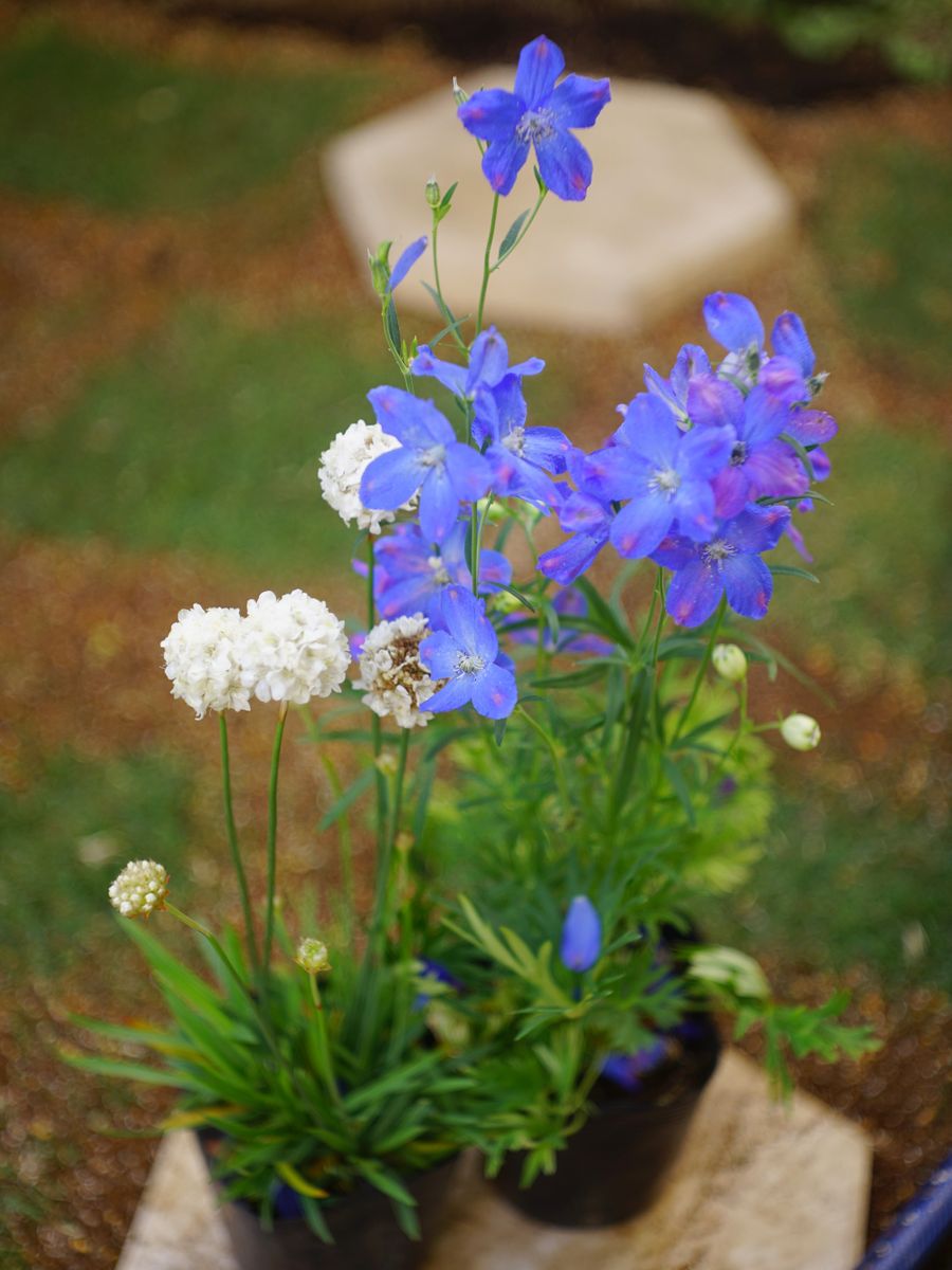 採種デルフィニウムの芽