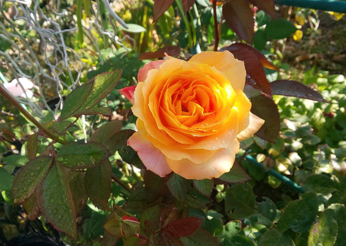 薔薇とにおいざくら🌸