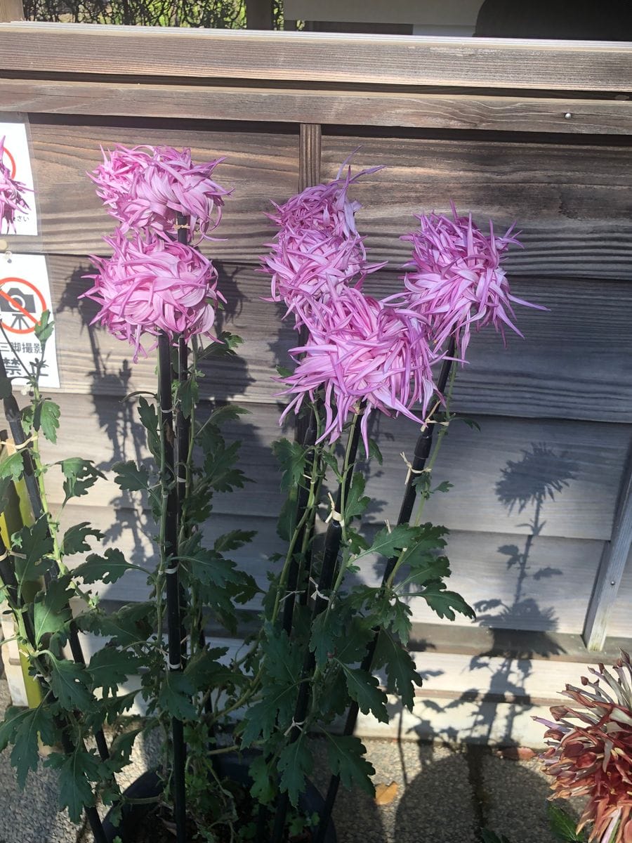 初めて見た江戸菊