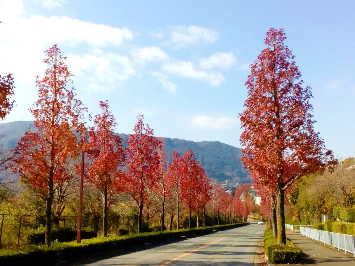 通勤時に通る『モミジバフウ並木』の紅葉[i:236]