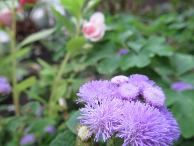 お花と紅葉