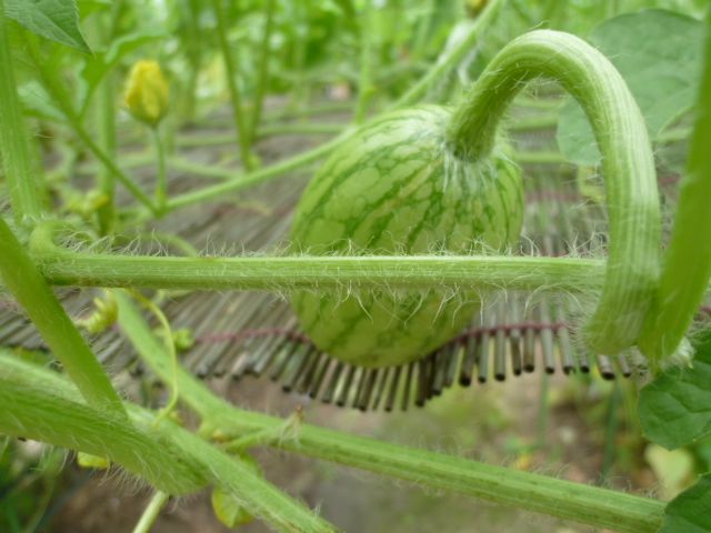 小玉西瓜、大きく成る