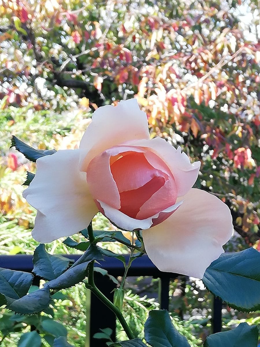 宙空(まそら)と紅葉