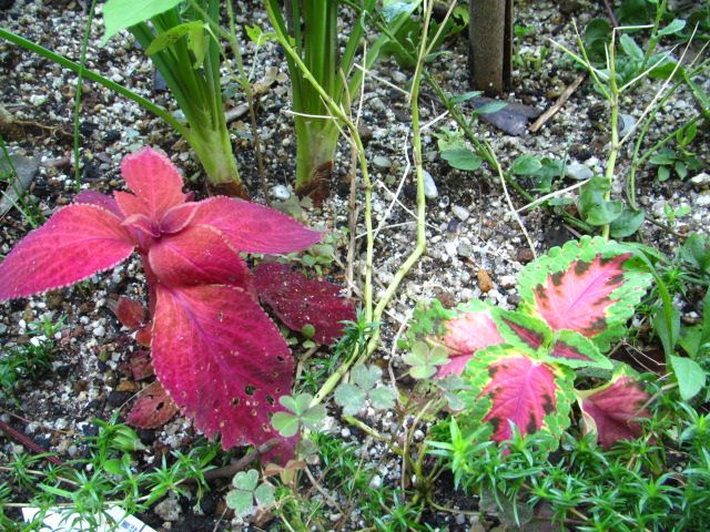 コリウス　挿し木成功？