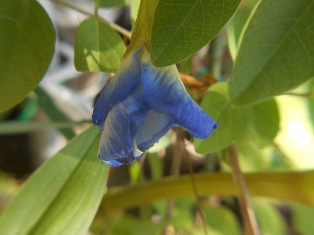 節分草の植え替え