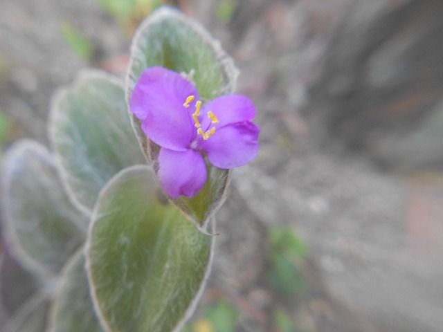 節分草の植え替え