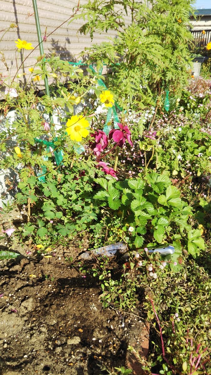 植え替え準備は続く・・