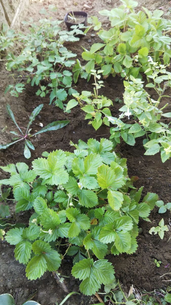 植え替え準備は続く・・