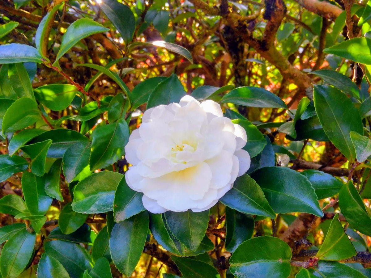 光悦寺に行って来ました💞