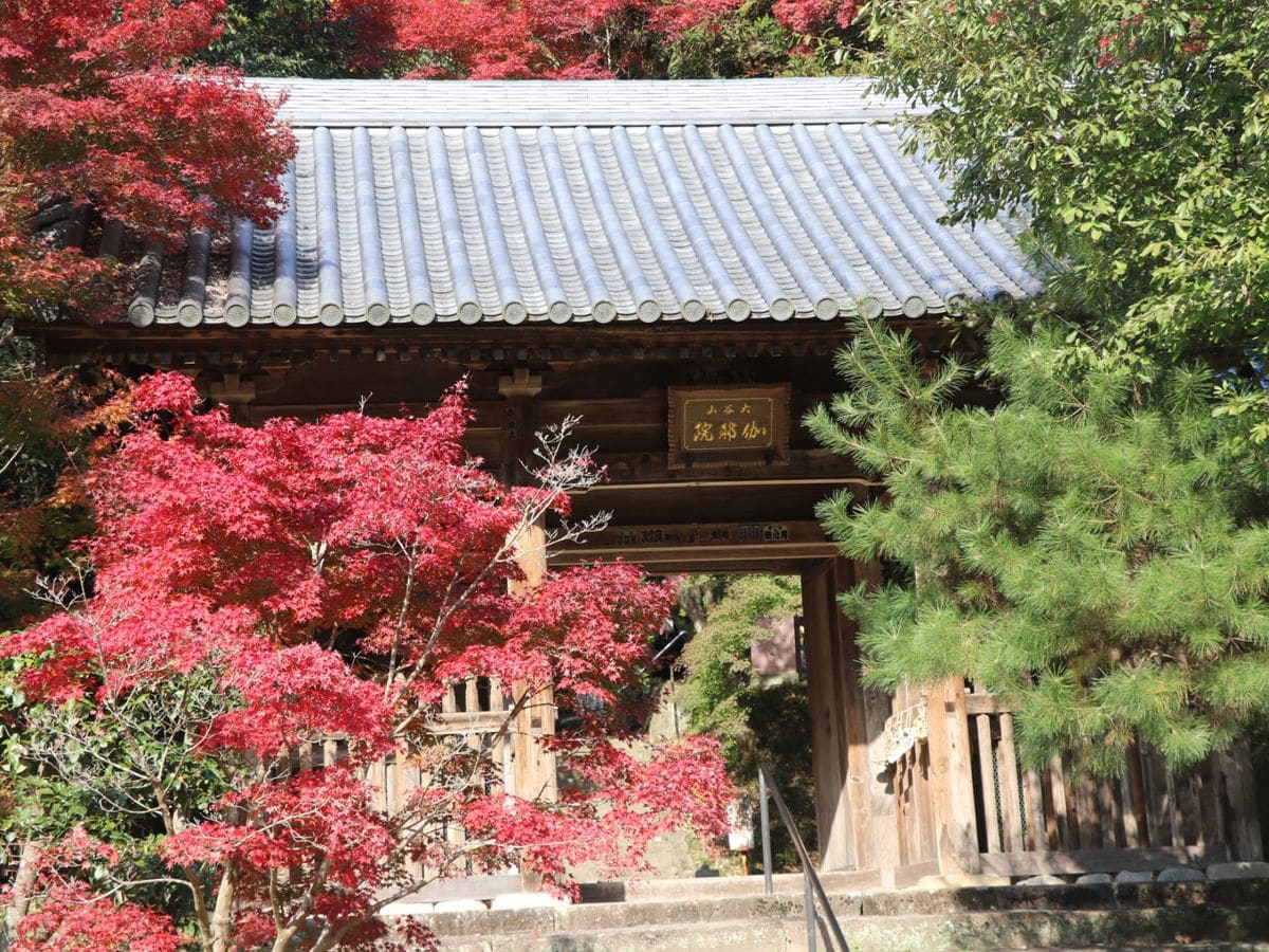 紅葉、グロキシニア、クラリンドウ