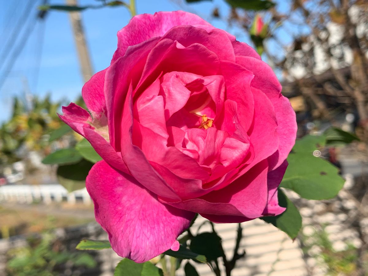 今日の出来事とお花達(^_-)-☆