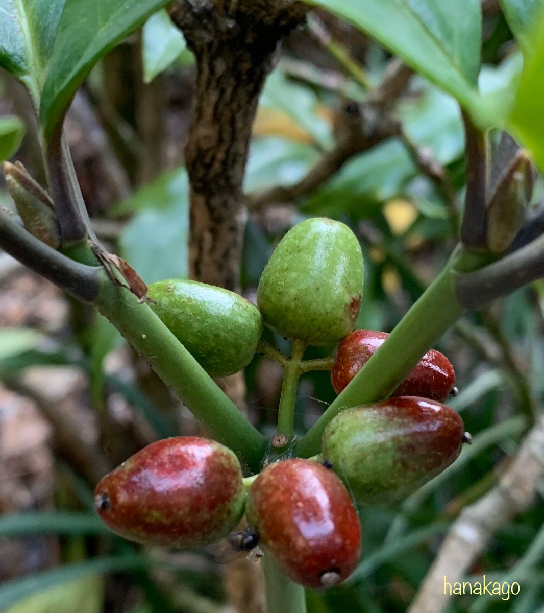 植物に関するエピソード