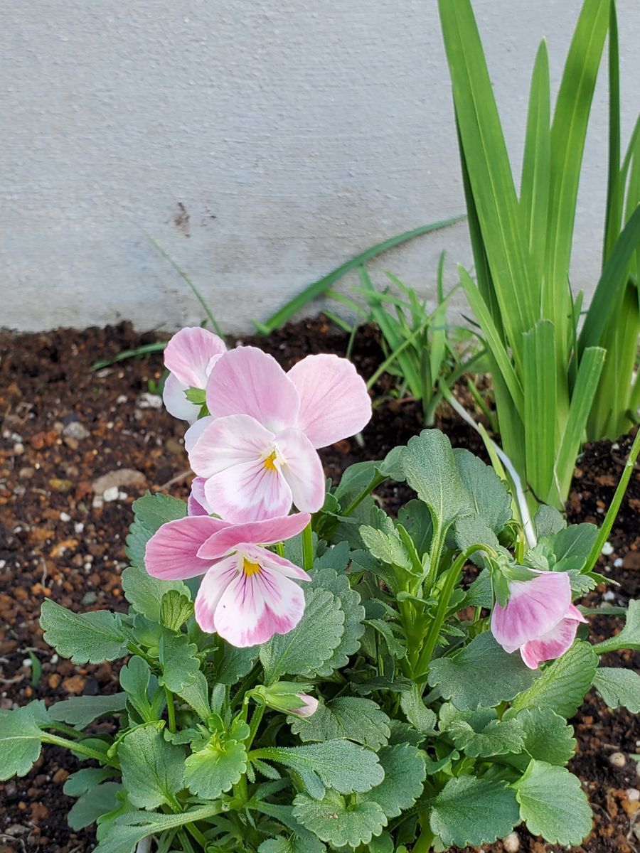 フリルパンジーとアイスチューリップ🌷