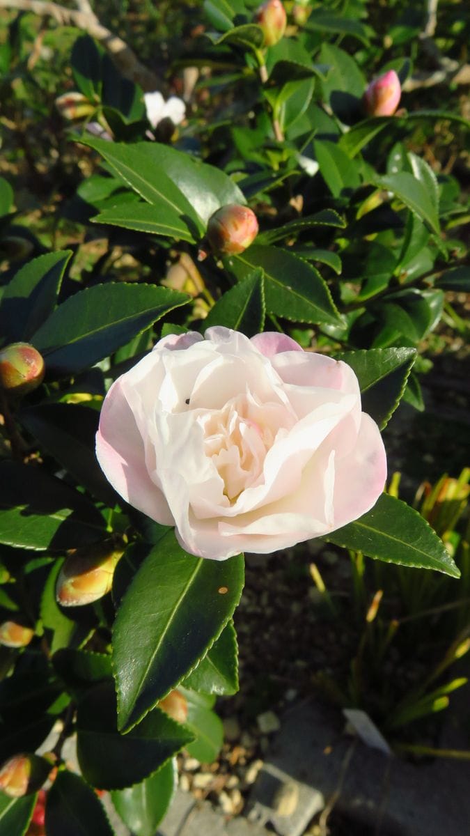 白花山茶花椿