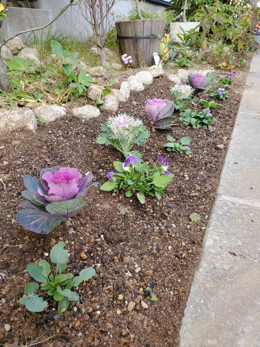 庭への植え付け