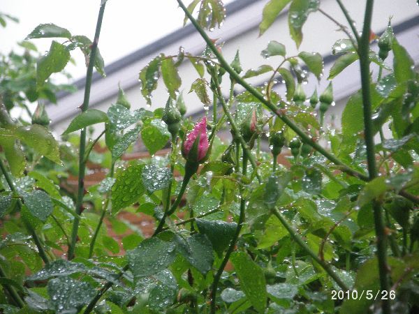 雨に打たれて