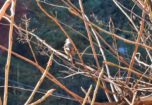 今日の花　鳥のエサいろいろ実る