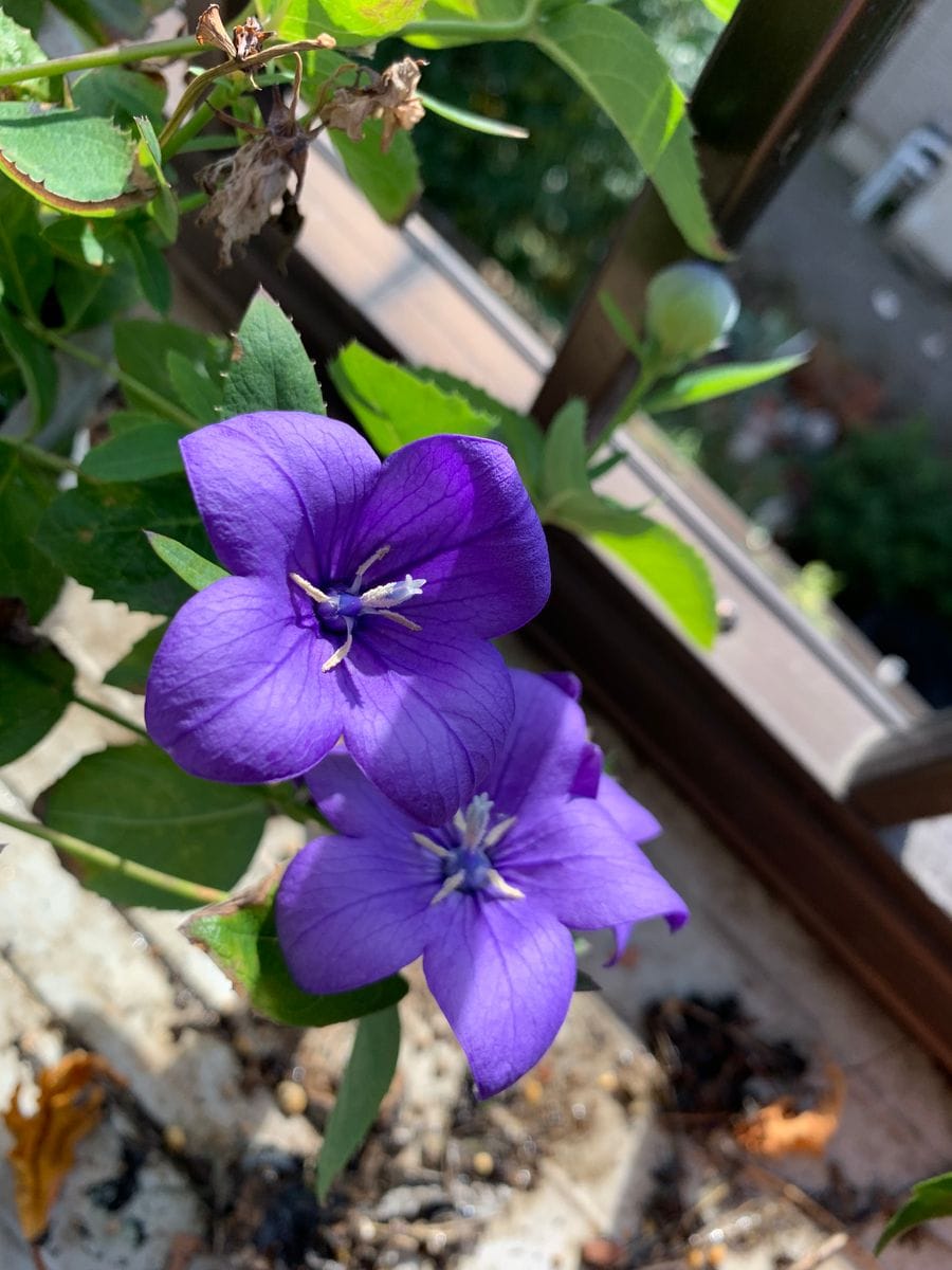 どこまでもハイビスカス🌺