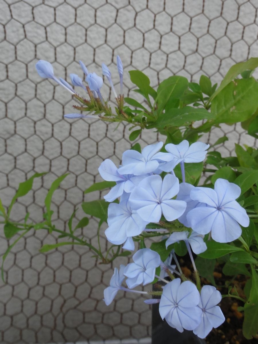 爽やかなブルーの花・ルリマツリ